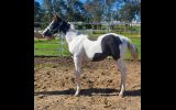 Black and white colt on HorseYard.com.au (thumbnail)