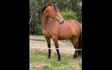 Outstanding mare on HorseYard.com.au (thumbnail)