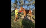 Free Companion Horse  on HorseYard.com.au (thumbnail)