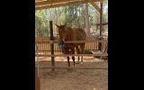 Jimmy Choo  16.1hh 13 y/o OTT Thoroughbred Gelding on HorseYard.com.au (thumbnail)