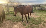 ASH mare on HorseYard.com.au (thumbnail)