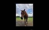 Sweet natured Thoroughbred mare on HorseYard.com.au (thumbnail)