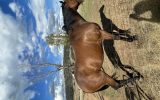 Is this your next future show jumper? on HorseYard.com.au (thumbnail)