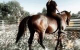 Cheap Warmblood Mare Lease or Buy on HorseYard.com.au (thumbnail)