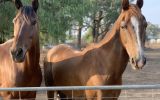 Standardbred  on HorseYard.com.au (thumbnail)