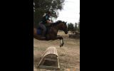 Thoroughbred Gelding on HorseYard.com.au (thumbnail)