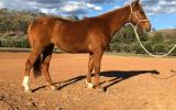 Hard Hat Henry Gelding on HorseYard.com.au (thumbnail)