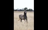 Versatile young mare on HorseYard.com.au (thumbnail)
