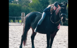 Beautiful Competitive HRCAV or Show or Dressage Mount  on HorseYard.com.au (thumbnail)