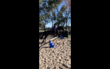 Showjumping school mistress - BERRIVALE sky blue on HorseYard.com.au (thumbnail)