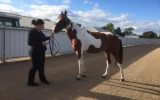 Skewbald standardbred mare on HorseYard.com.au (thumbnail)