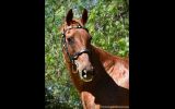 Quarter horse broodmare  on HorseYard.com.au (thumbnail)