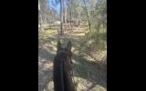 **For Sale: Talented & Quiet Thoroughbred Gelding** on HorseYard.com.au (thumbnail)