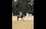 Performance Pony 12.1hh 5yo on HorseYard.com.au (thumbnail)