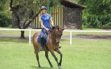 Belrose Park Sonnets Charm on HorseYard.com.au (thumbnail)