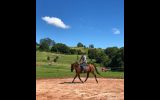 Lovely gelding - ready to start performance career on HorseYard.com.au (thumbnail)