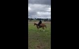 Perfect project pony on HorseYard.com.au (thumbnail)