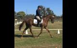 Superstar Dressage Mare on HorseYard.com.au (thumbnail)