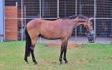 Welsh B x Warmblood Gelding on HorseYard.com.au (thumbnail)