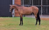 Welsh B x Warmblood Gelding on HorseYard.com.au (thumbnail)