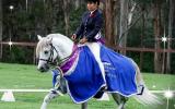 Welsh B x Warmblood Gelding on HorseYard.com.au (thumbnail)