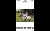 12.2 welsh Gelding  on HorseYard.com.au (thumbnail)