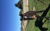 Sweet gelding on HorseYard.com.au (thumbnail)