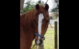 Competitive Pony Club/Team Penning Mount on HorseYard.com.au (thumbnail)