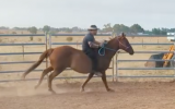 Quarter horse x Thoroughbred on HorseYard.com.au (thumbnail)