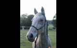 Quiet, Trustworthy Quarter Horse x Stock Horse on HorseYard.com.au (thumbnail)