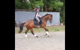 Seriously Flash OTTB Gelding!! on HorseYard.com.au (thumbnail)