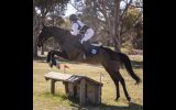 Beautiful quiet mare  on HorseYard.com.au (thumbnail)