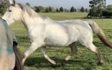 Lovely Broodmare/Companion  on HorseYard.com.au (thumbnail)