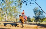  Quiet heritage Stockhorse mare on HorseYard.com.au (thumbnail)