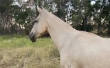 Isodonna FP on HorseYard.com.au (thumbnail)