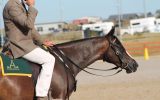 NATIONAL & ROYAL QUALITY HSH 3YO GELDING on HorseYard.com.au (thumbnail)