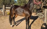 4yo standardbred mare on HorseYard.com.au (thumbnail)