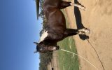 Paint Quarter Horse  on HorseYard.com.au (thumbnail)