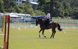Belrose Park Sonnets Charm on HorseYard.com.au (thumbnail)
