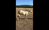 Pally Colt - QH  on HorseYard.com.au (thumbnail)