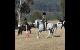 Ultimate Performance Pony on HorseYard.com.au (thumbnail)