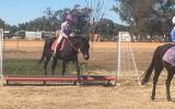 Quiet mare on HorseYard.com.au (thumbnail)