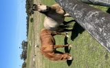 Bargain wasting in paddock.  on HorseYard.com.au (thumbnail)