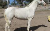 Stunning Cremello Filly on HorseYard.com.au (thumbnail)