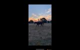 Eventer/All rounder on HorseYard.com.au (thumbnail)
