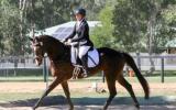 *Price Reduced* Classy Broodmare on HorseYard.com.au (thumbnail)