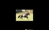 Eventing or Jumping on HorseYard.com.au (thumbnail)