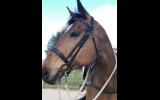 Thoroughbred mare on HorseYard.com.au (thumbnail)
