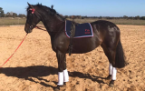 Beautiful Competitive HRCAV or Show or Dressage Mount  on HorseYard.com.au (thumbnail)