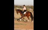 Kind OTTB Gelding  on HorseYard.com.au (thumbnail)